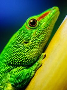 Preview wallpaper lizard, bright, color, branch