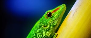 Preview wallpaper lizard, bright, color, branch