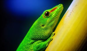 Preview wallpaper lizard, bright, color, branch