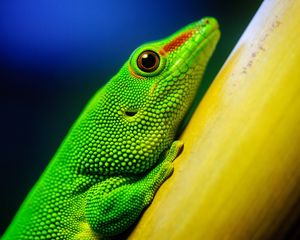 Preview wallpaper lizard, bright, color, branch