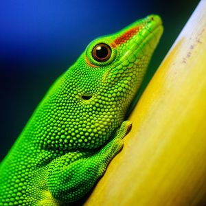 Preview wallpaper lizard, bright, color, branch