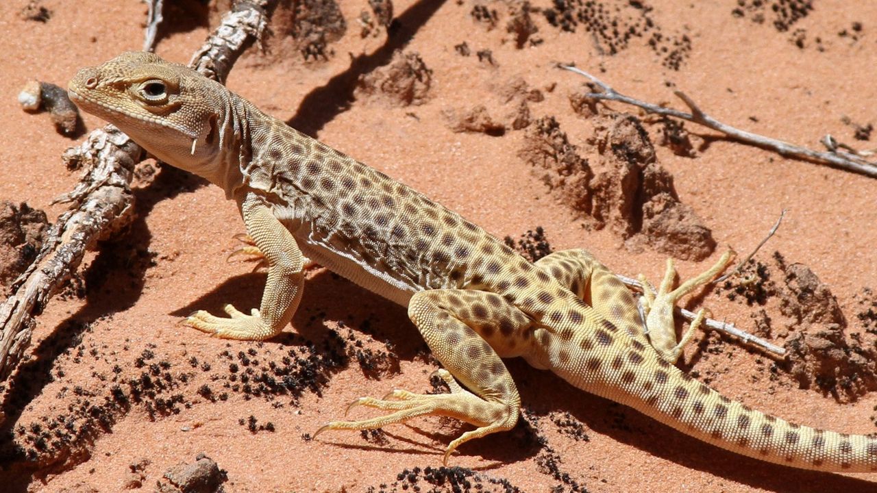 Wallpaper lizard, climbing, spotted