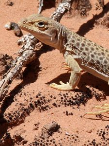 Preview wallpaper lizard, climbing, spotted