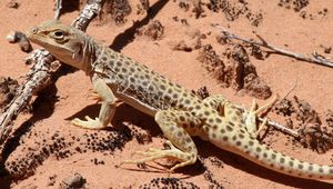 Preview wallpaper lizard, climbing, spotted