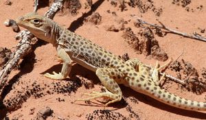 Preview wallpaper lizard, climbing, spotted