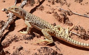 Preview wallpaper lizard, climbing, spotted