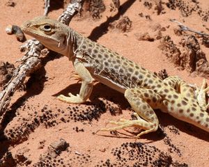 Preview wallpaper lizard, climbing, spotted