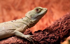 Preview wallpaper lizard, climbing, tree