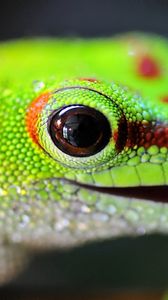 Preview wallpaper lizard, color, bright, light