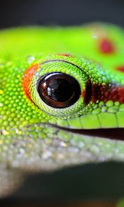 Preview wallpaper lizard, color, bright, light