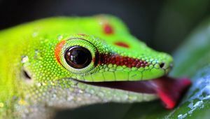 Preview wallpaper lizard, color, bright, light