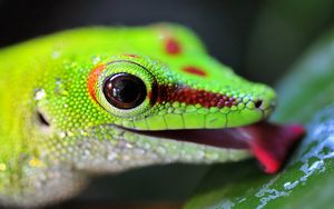 Preview wallpaper lizard, color, bright, light