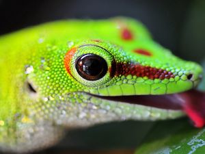 Preview wallpaper lizard, color, bright, light