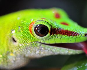 Preview wallpaper lizard, color, bright, light