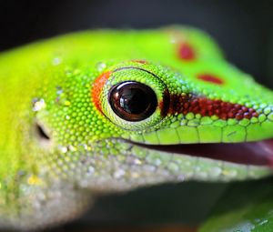 Preview wallpaper lizard, color, bright, light