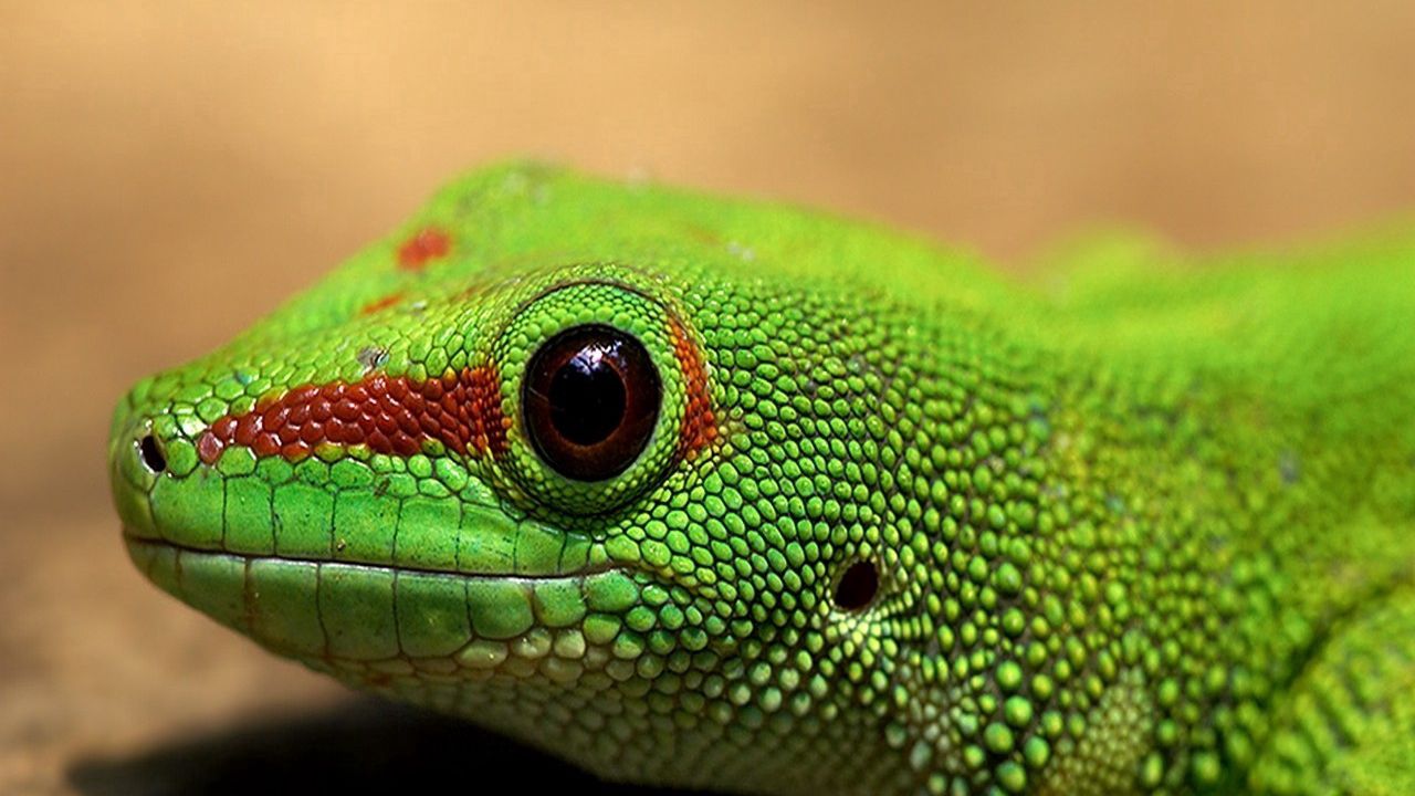 Wallpaper lizard, color, reptile, eyes