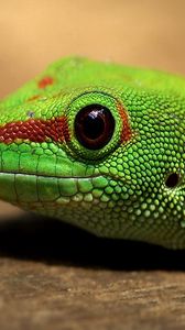 Preview wallpaper lizard, color, reptile, eyes