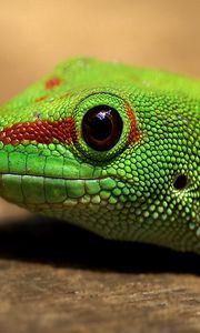 Preview wallpaper lizard, color, reptile, eyes