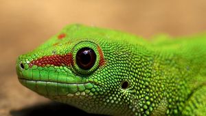 Preview wallpaper lizard, color, reptile, eyes