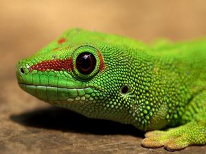 Preview wallpaper lizard, color, reptile, eyes