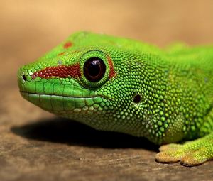 Preview wallpaper lizard, color, reptile, eyes