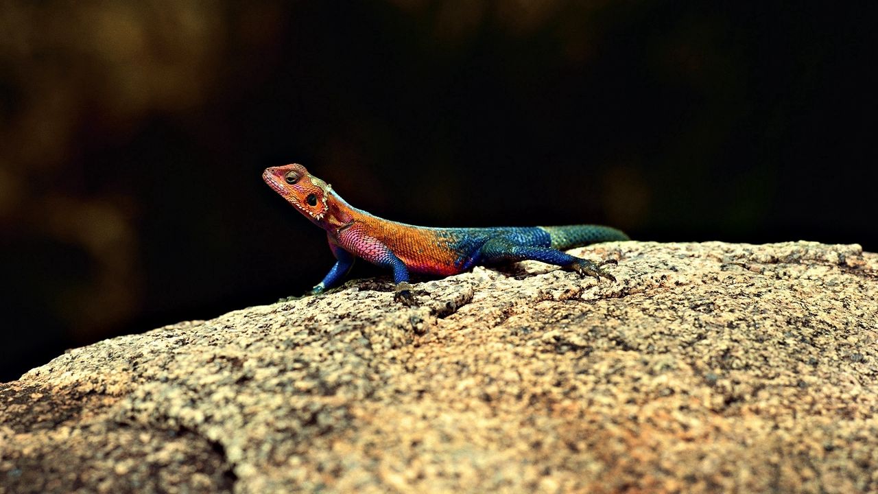 Wallpaper lizard, color, stone