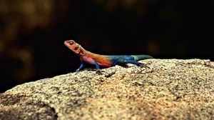 Preview wallpaper lizard, color, stone