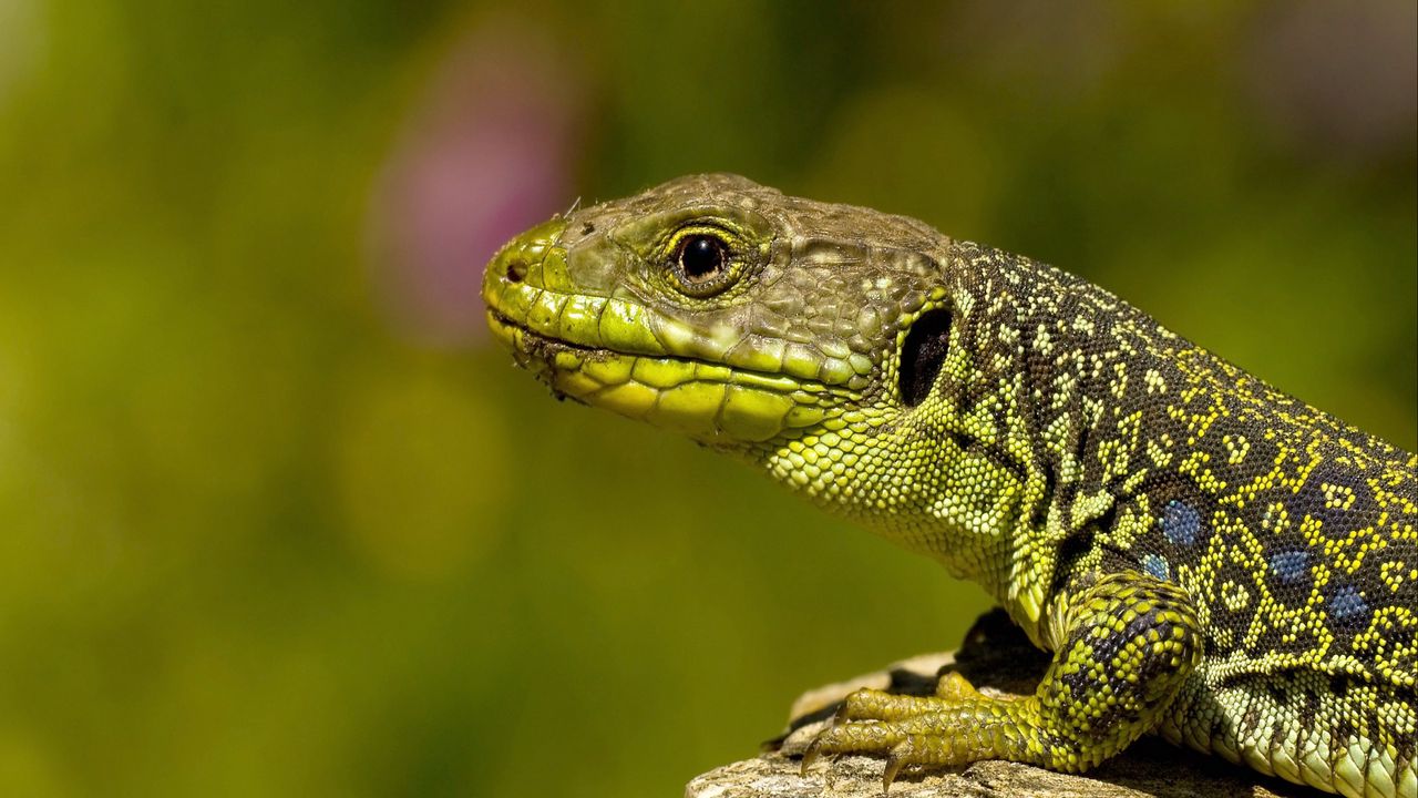 Wallpaper lizard, color, stone, reptile, crawling, head