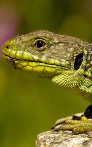 Preview wallpaper lizard, color, stone, reptile, crawling, head