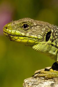 Preview wallpaper lizard, color, stone, reptile, crawling, head