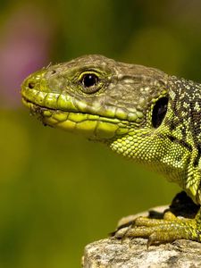 Preview wallpaper lizard, color, stone, reptile, crawling, head