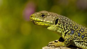 Preview wallpaper lizard, color, stone, reptile, crawling, head