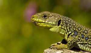 Preview wallpaper lizard, color, stone, reptile, crawling, head