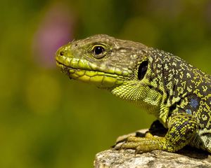 Preview wallpaper lizard, color, stone, reptile, crawling, head