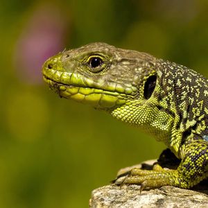 Preview wallpaper lizard, color, stone, reptile, crawling, head