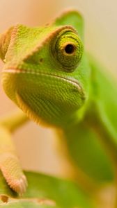 Preview wallpaper lizard, face, color, blurred