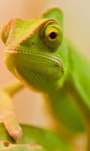 Preview wallpaper lizard, face, color, blurred