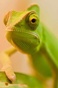 Preview wallpaper lizard, face, color, blurred