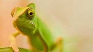 Preview wallpaper lizard, face, color, blurred
