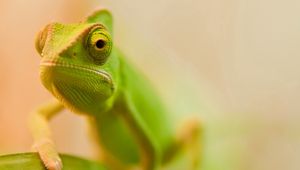 Preview wallpaper lizard, face, color, blurred