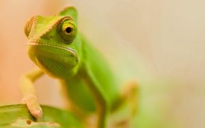 Preview wallpaper lizard, face, color, blurred