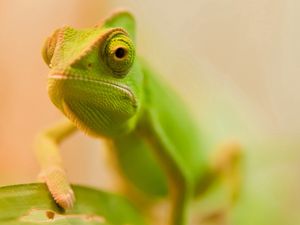 Preview wallpaper lizard, face, color, blurred