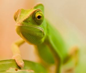 Preview wallpaper lizard, face, color, blurred