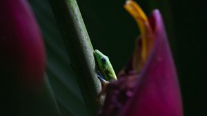 Preview wallpaper lizard, flower, macro, reptiles