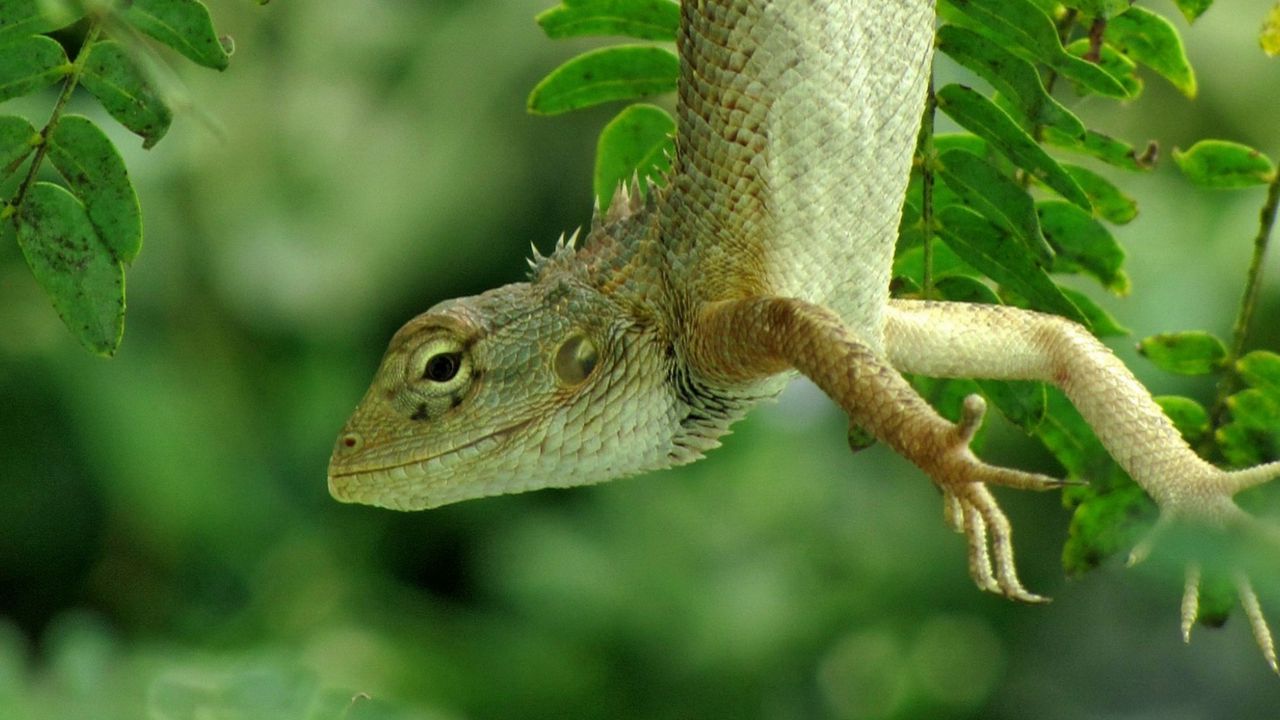 Wallpaper lizard, forest, nature, green