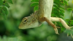 Preview wallpaper lizard, forest, nature, green