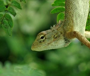 Preview wallpaper lizard, forest, nature, green