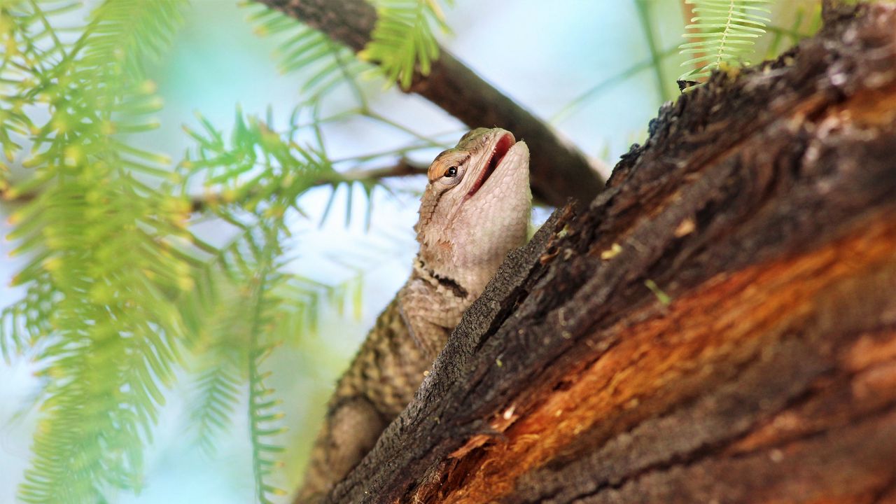 Wallpaper lizard, gecko, animal, branch