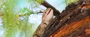 Preview wallpaper lizard, gecko, animal, branch