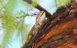 Preview wallpaper lizard, gecko, animal, branch